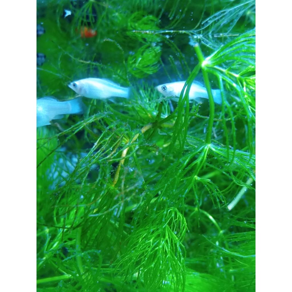 Ikan molly/burayakmolly platinum