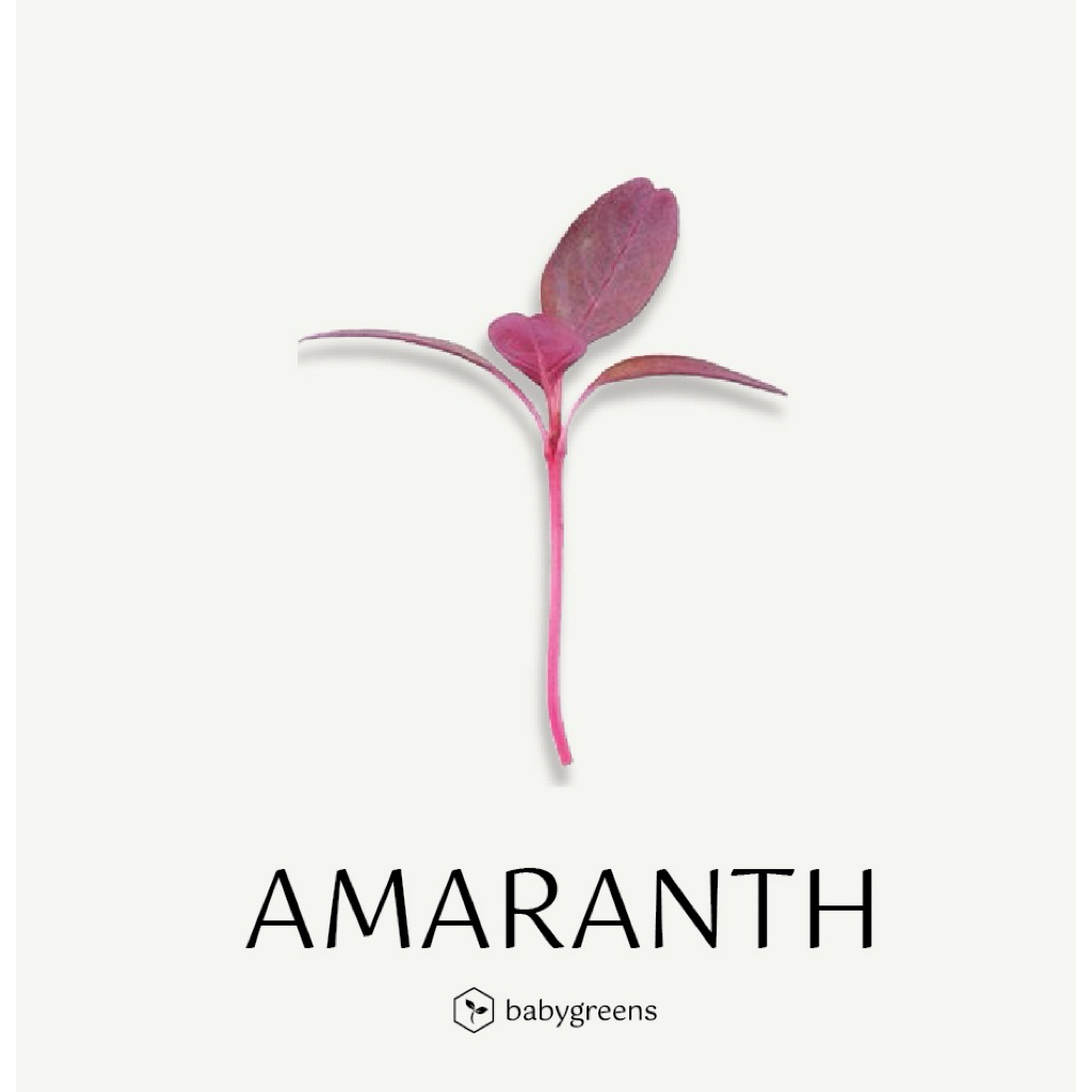 

[BABYGREENS] Amaranth Microgreens Garnish Makanan