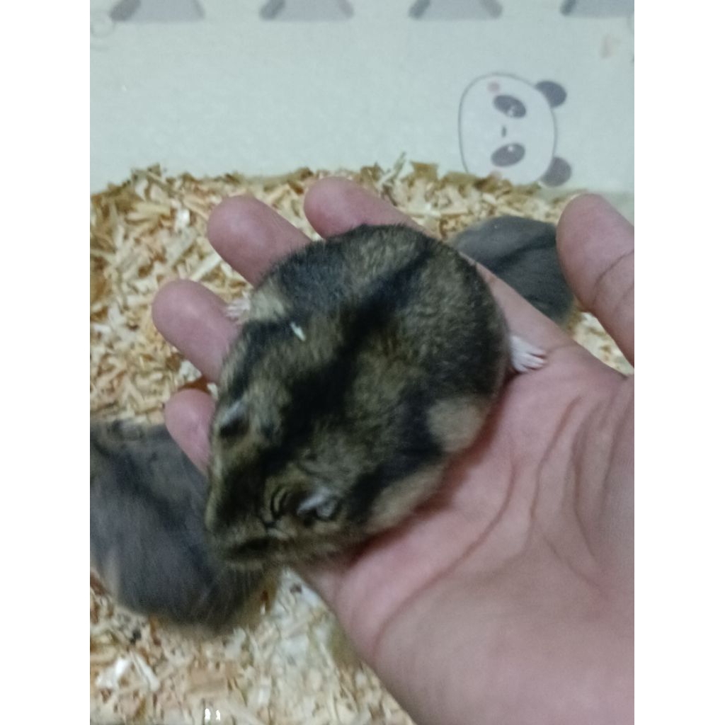 hamster winter white