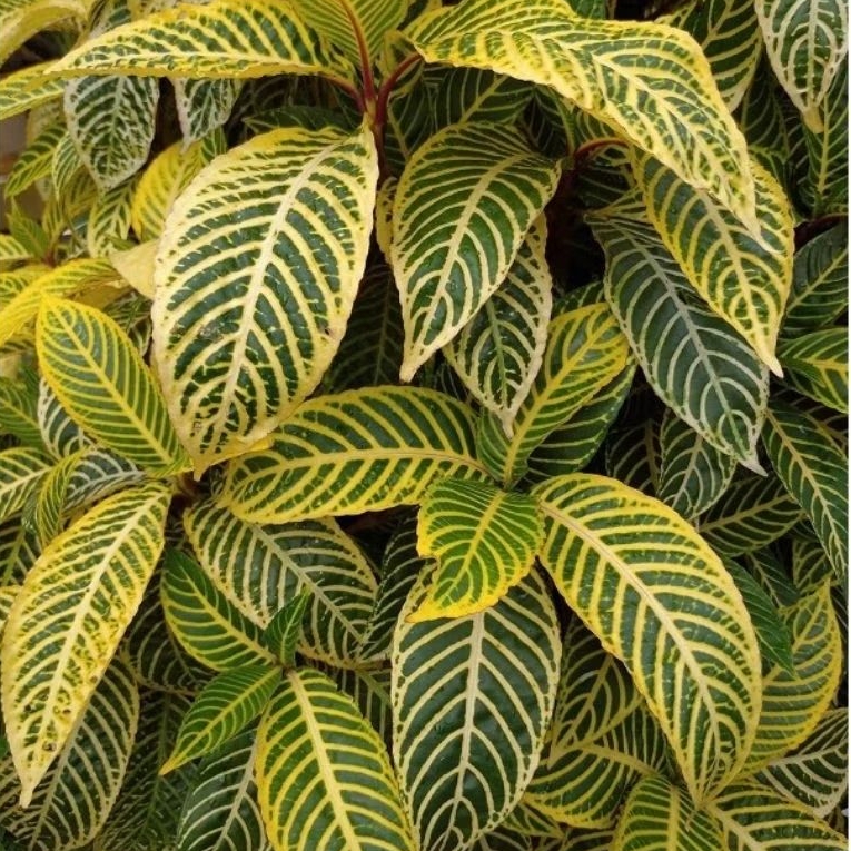 Tanaman Aphelandra Kuning / Yellow Aphelandra / Aphelandra Squarrosa / Avelandra Kuning / Golden Zeb