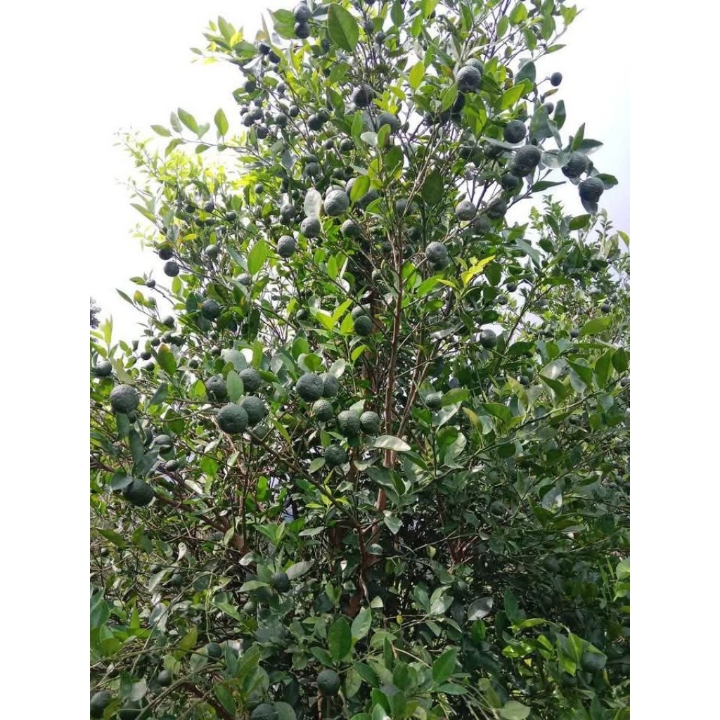 

ngabisinstok jeruklimo1 kg asli sger promo