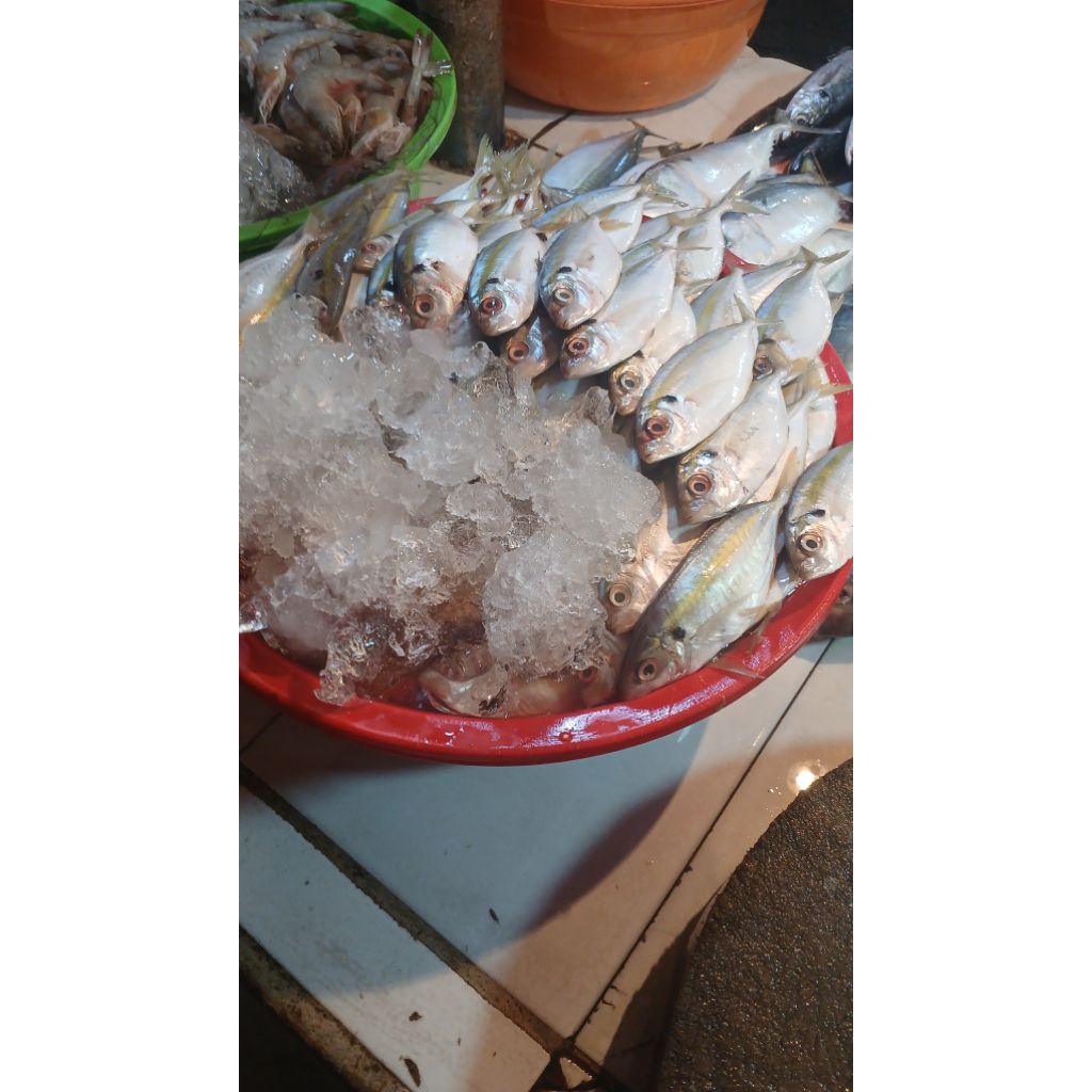 

ikan selar fresh 500gram hari ini redy