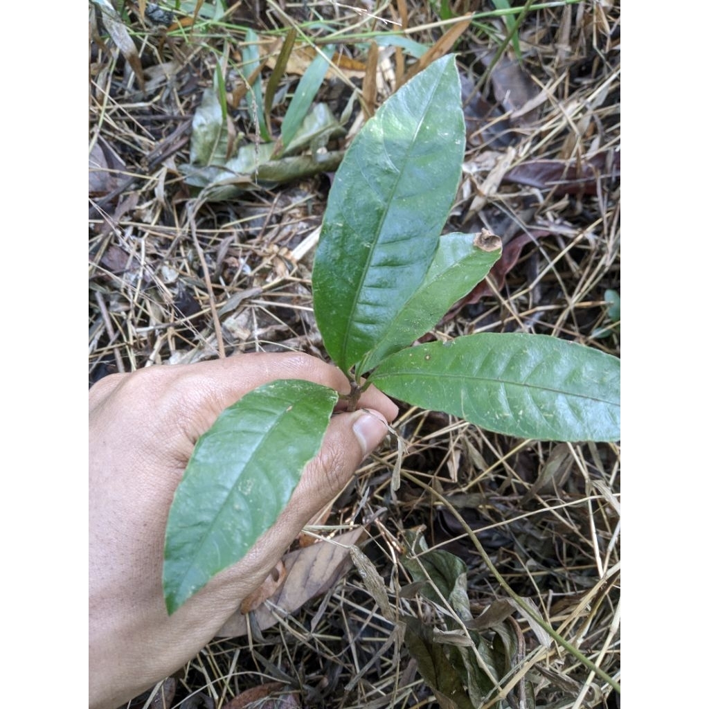 bibit pohon buah alkesa/bibit puhun buah alkesa