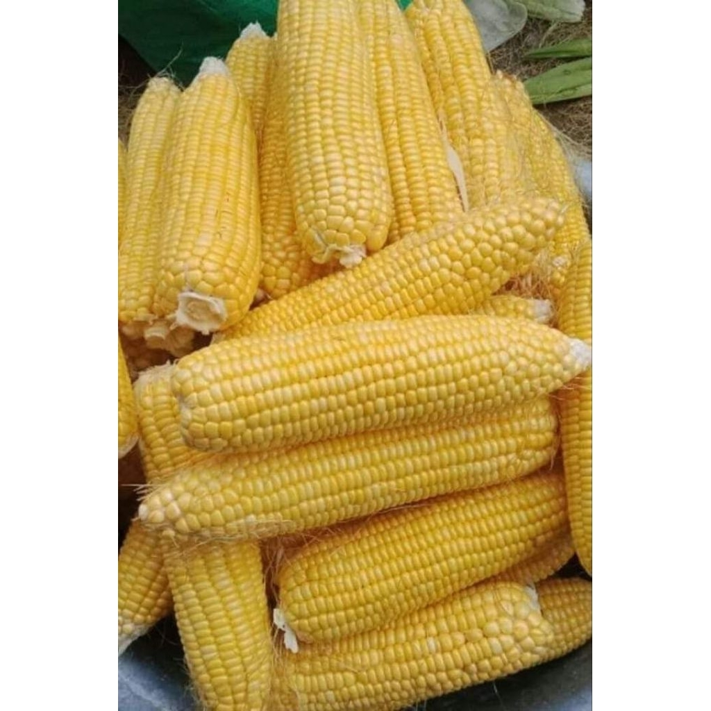 

JAGUNG MANIS SEGAR/PACK