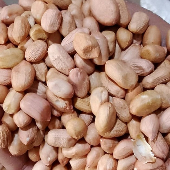 

KACANG TANAH Mentah | 250 gr/ 500 gr/ 1 kg