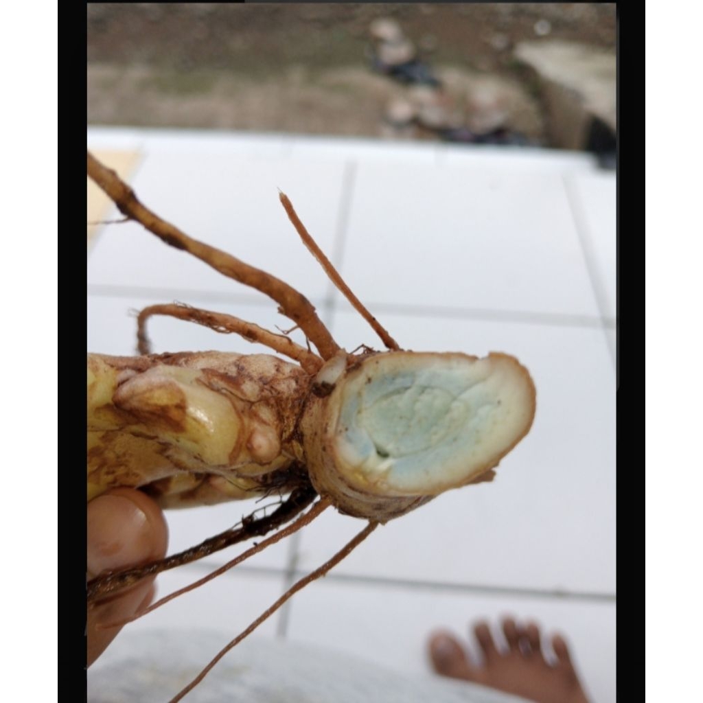 

Temu Ireng Segar Asli | Rimpang Herbal Tradisional | 100 Gram – Siap Olah