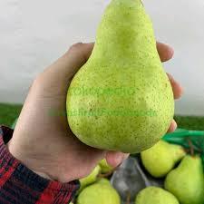 

Tanaman Pear Pakham