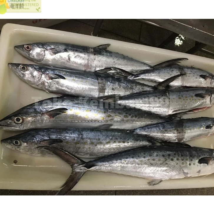 

Ikan Tenggiri Segar Ikan Tenggiri Betina Tenggiri Gepeng Tengiri1 Kg