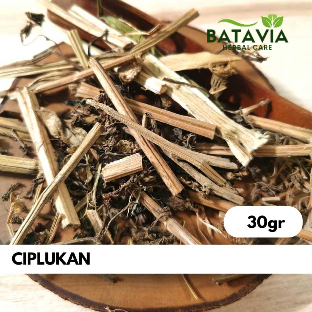 

Ciplukan Kering Cecendet Premium Simplisia Herbs Time