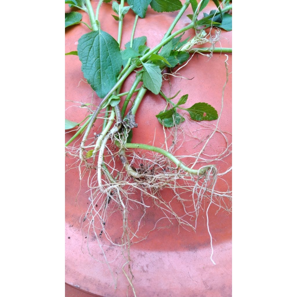 

Akar babadotan bandotan segar 250 gram