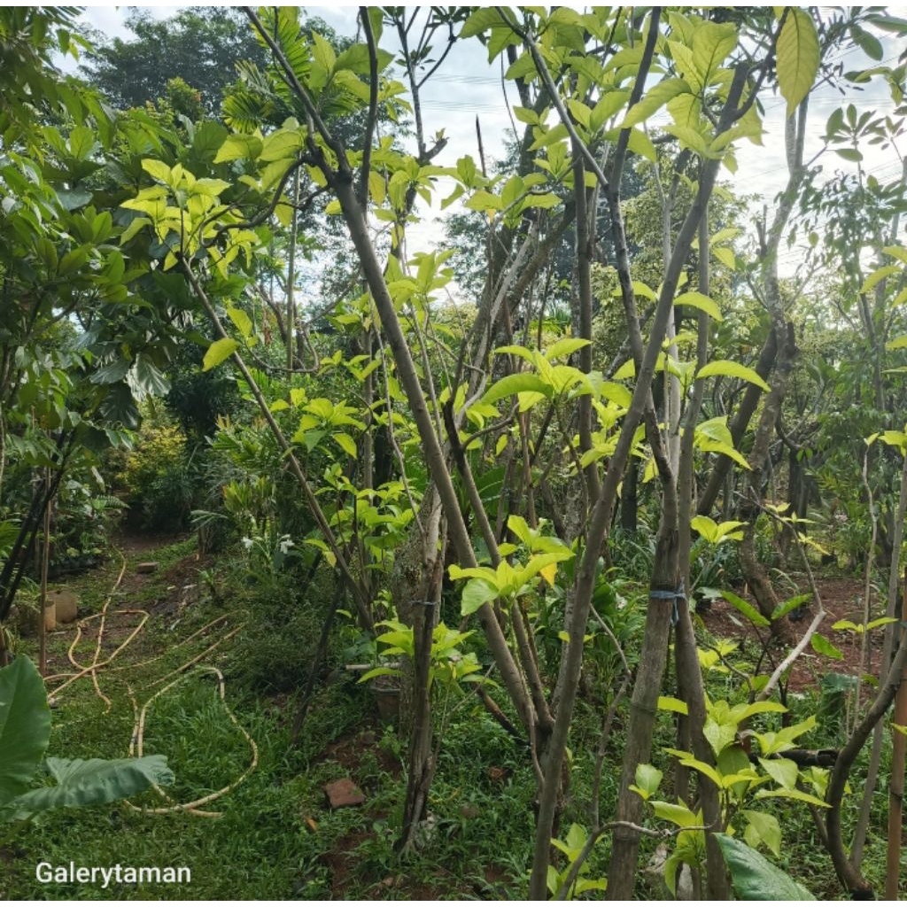 

pohon kol banda tinggi 2meter