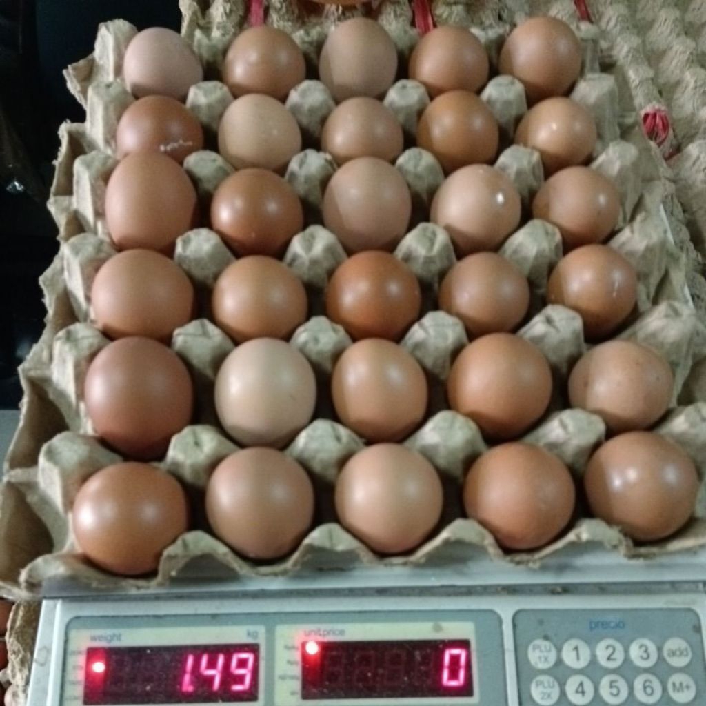

Telur ayam uk. grade E