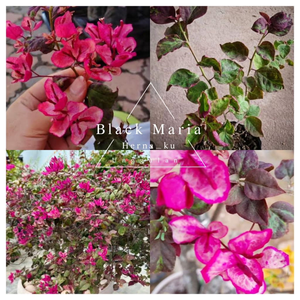 Bunga Bugenvil BLACK MARIA Import Orian | Bougenville BLACK MARIA Cantik siap Berbunga