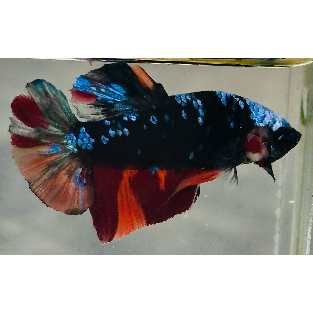 Avatar Nemo Gordon Kode AVT-10 - hiasan aquarium