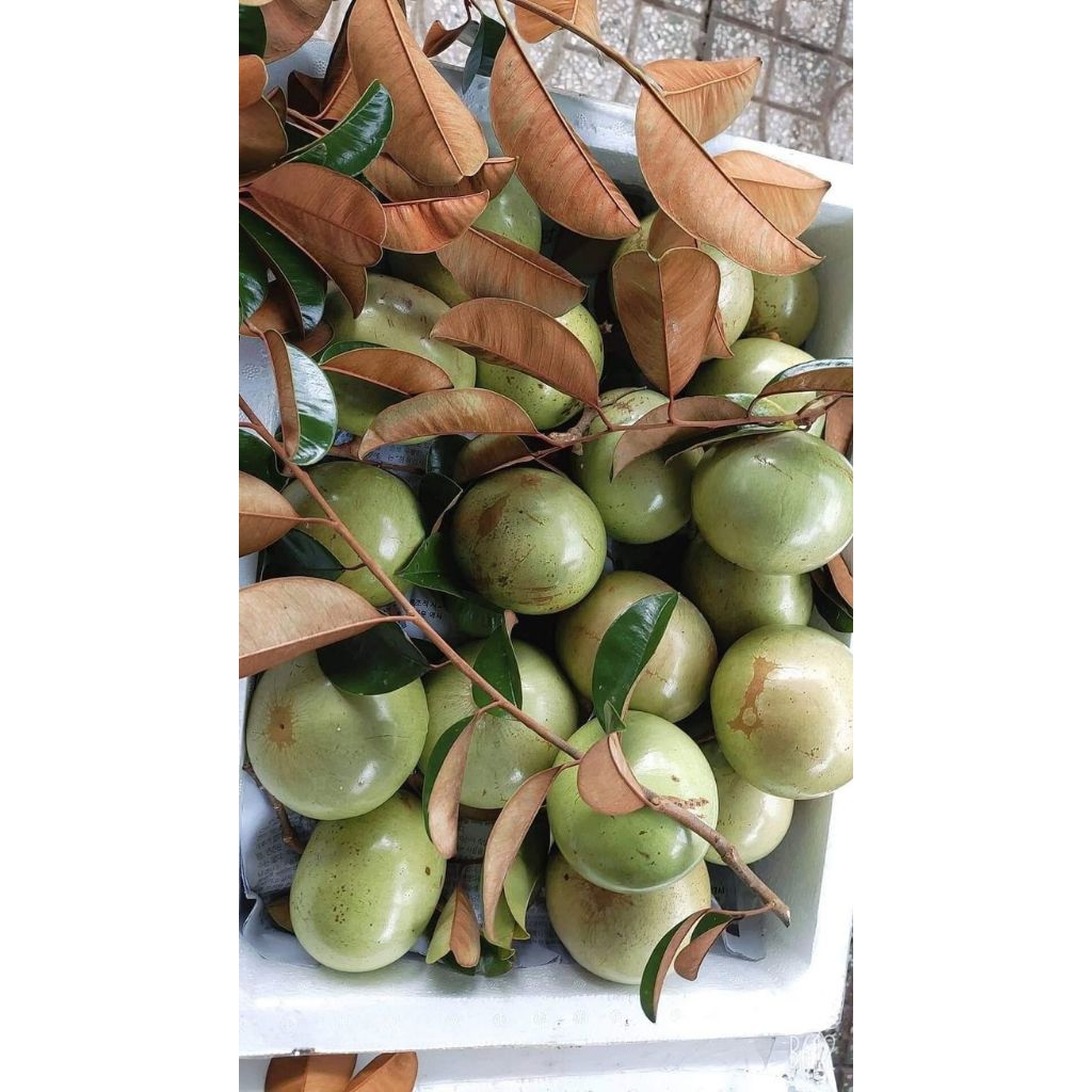 

Buah kenitu hijau/ Buah manecu segar matang pohon/ Buah segar Petik langsung dari pohon