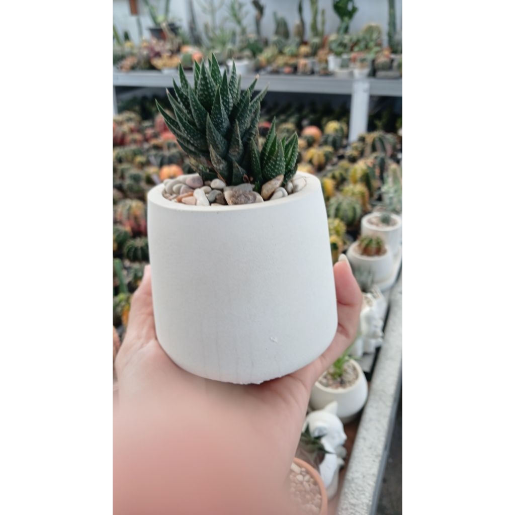 

link souvenir paperbag jinjing+haworthia pot bongsor