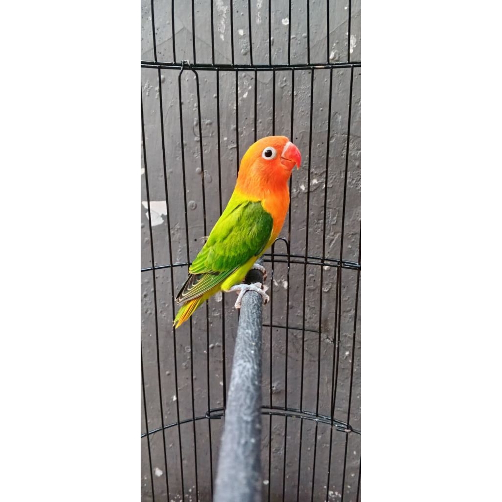 lovebird biola green PAUD cemong dikit