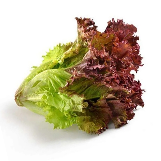 

Selada Merah/Selada Lolorosa/Lolorosa/Red Lolorosa/Selada Keriting Merah/Sayur Selada Merah Segar/Fresh Lolorosa/1 Kg