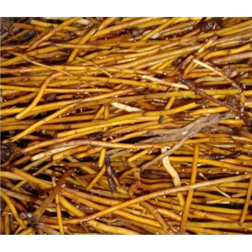 

Promo jual akar pohon aren asli alami 250 gram