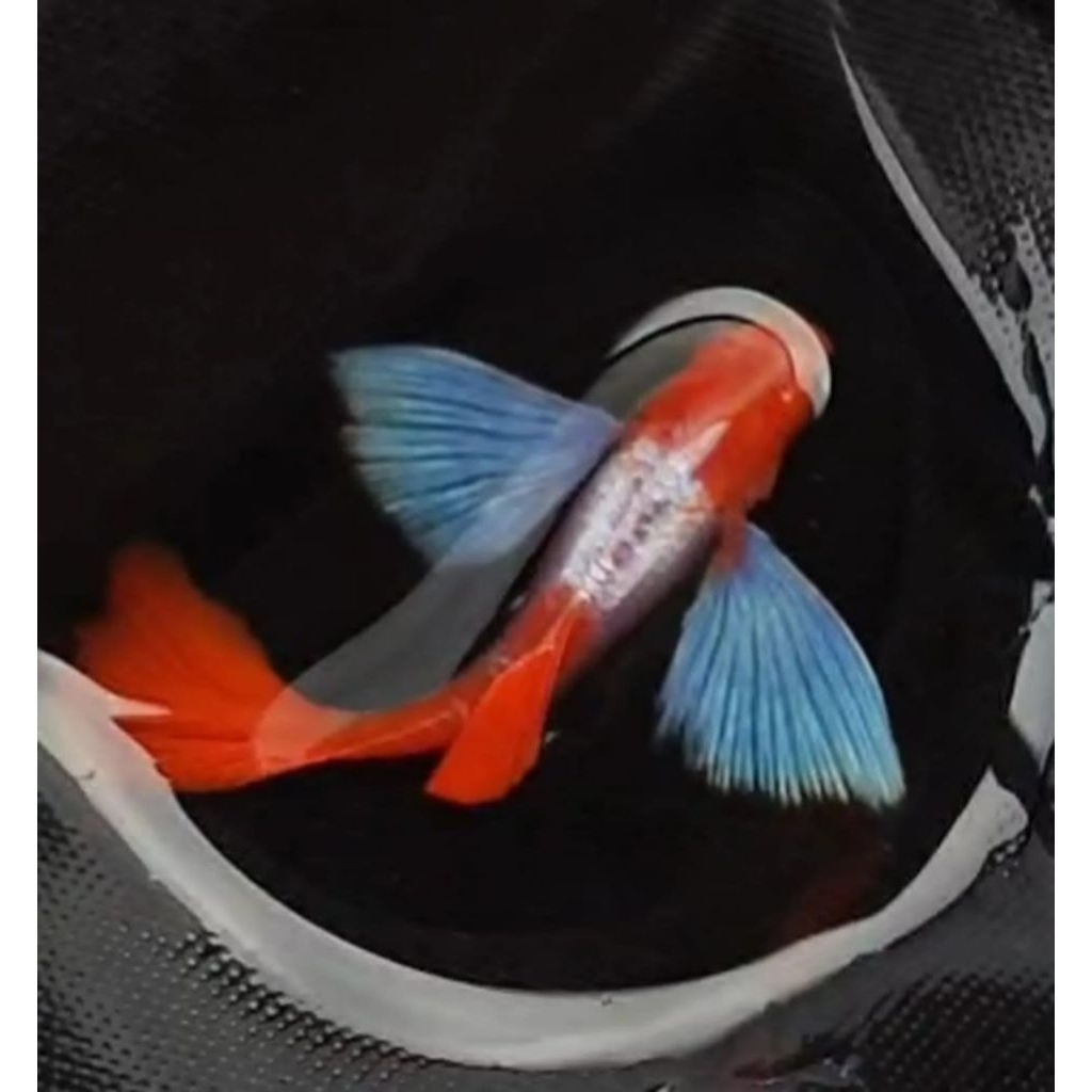 tanaman air prtde koi