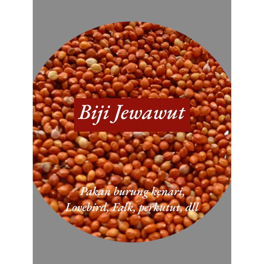 

1 KG BIJI JAWAWUT - BIJI JEWAWUT