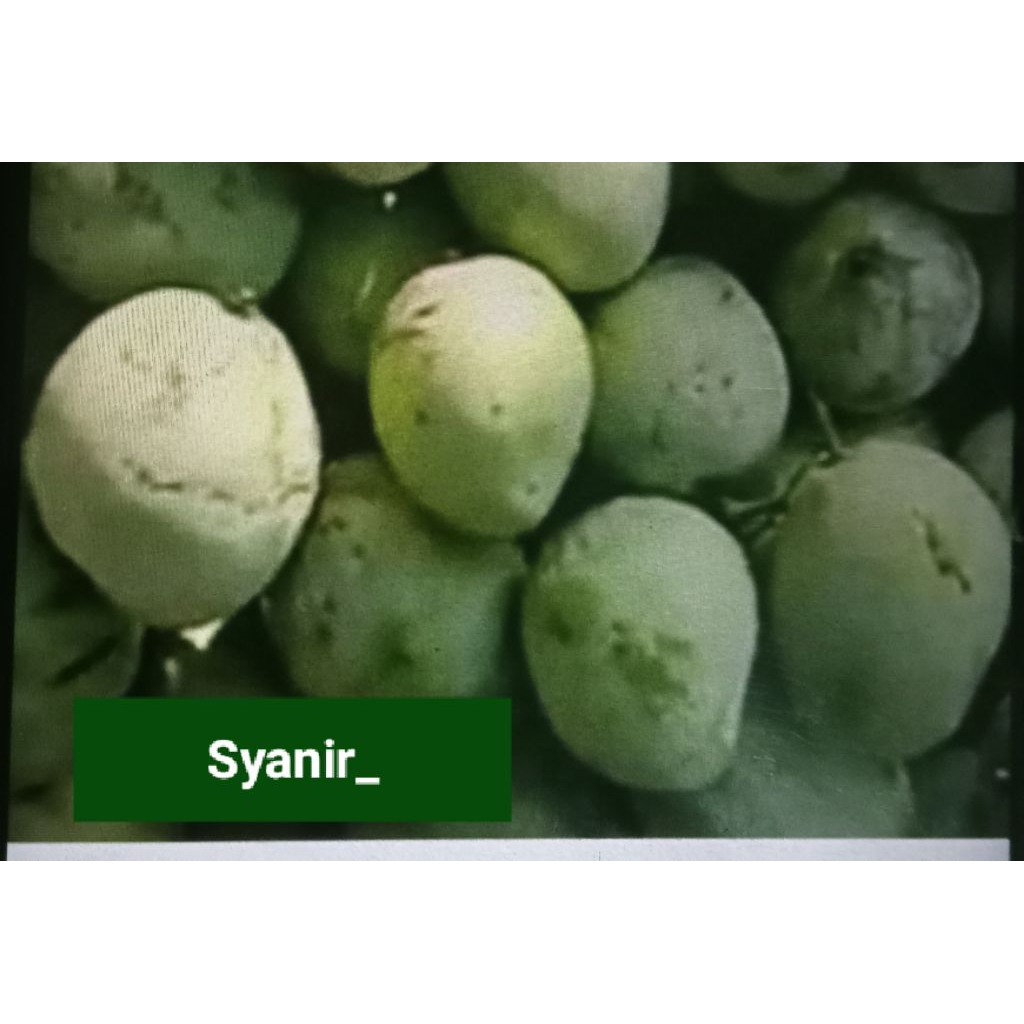 

Mangga Indramayu/Mangga Cengkir Mengkal