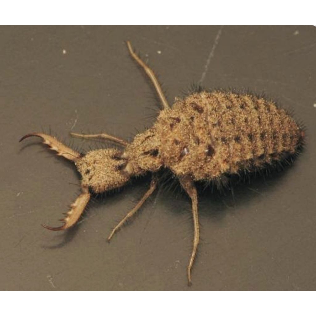 

UNDUR UNDUR 50 butir hidup herbal