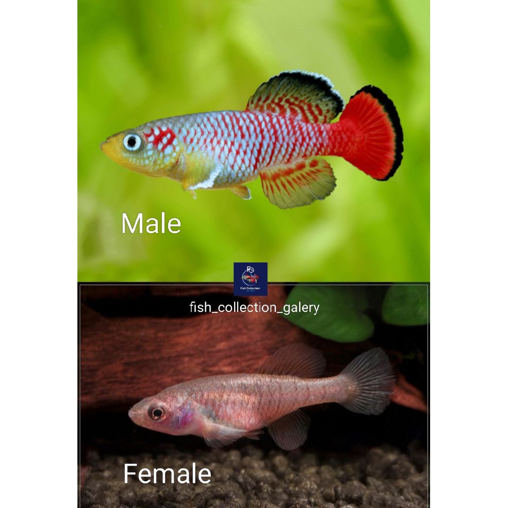 killifish guentheri red / kebutuhan di aquascape