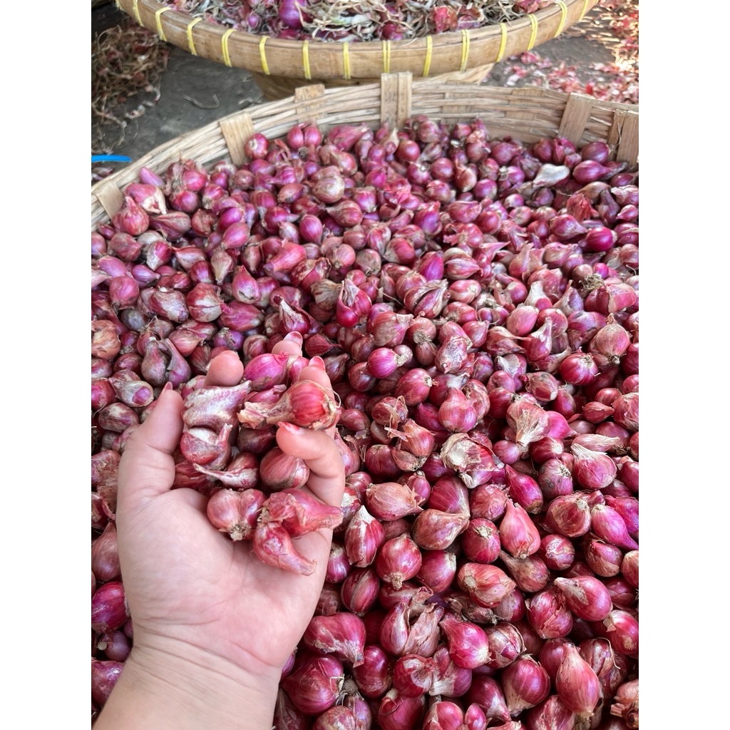 

Bawang merah kering Protolan tanggung/sedang
