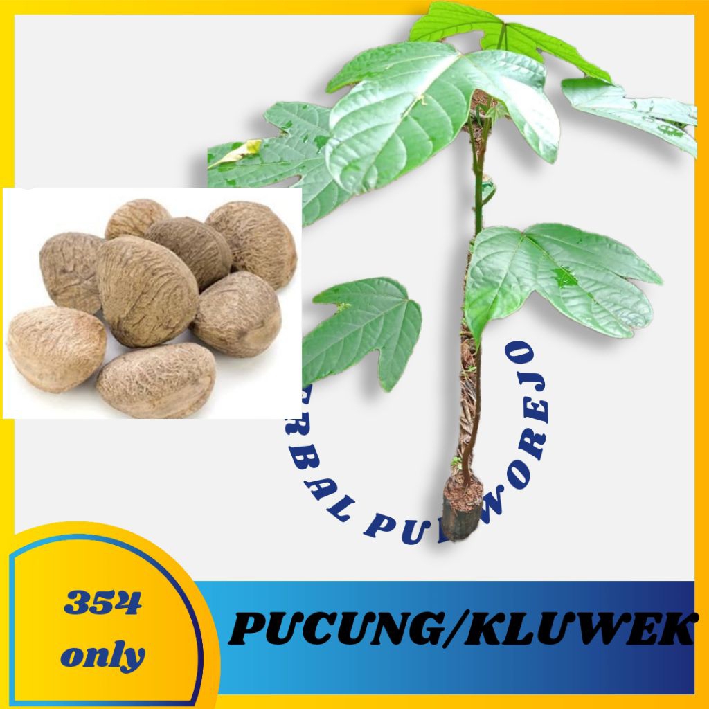 Bibit Pucung atau kluwek siap tanam - bibit tanaman Pucung atau kluwek