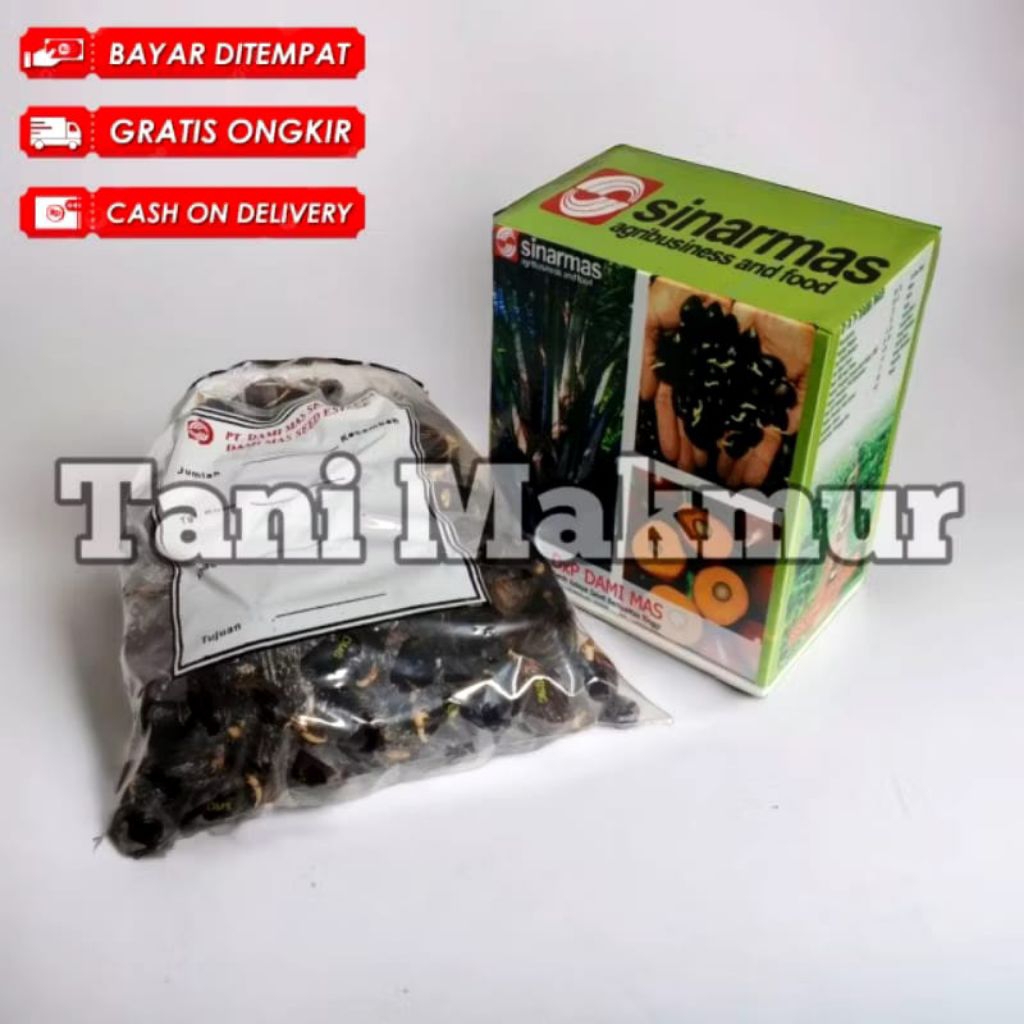 bibit kecambah sawit DxP DAMI MAS berkualitas unggul