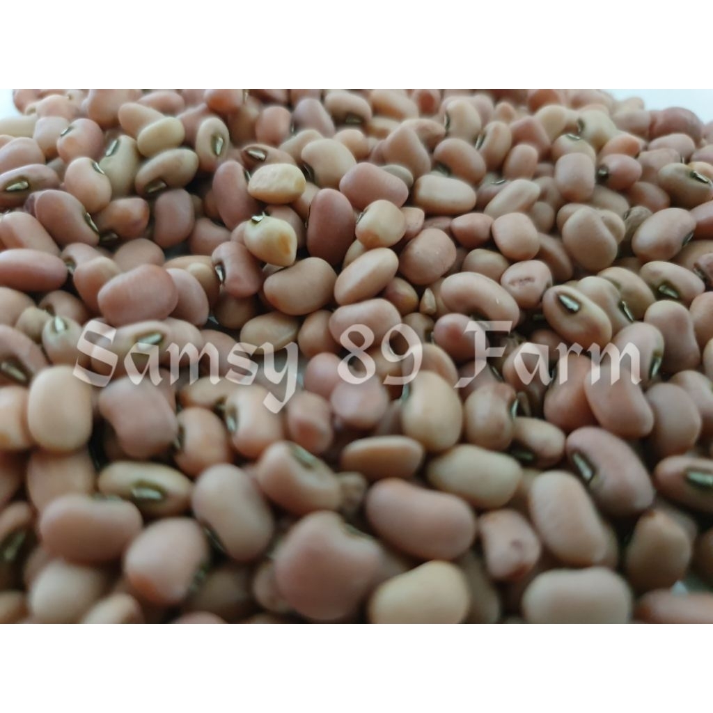 

Kacang LOTHO / Kacang TUNGGAK / Kacang TOLO