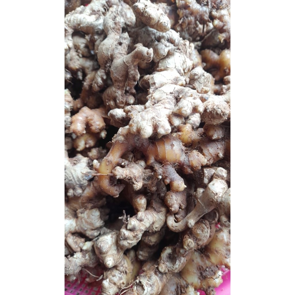 

jahe emprit 12000/kg