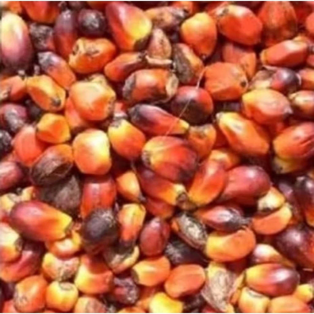 

buah sawit segar umpan manning 500 gram