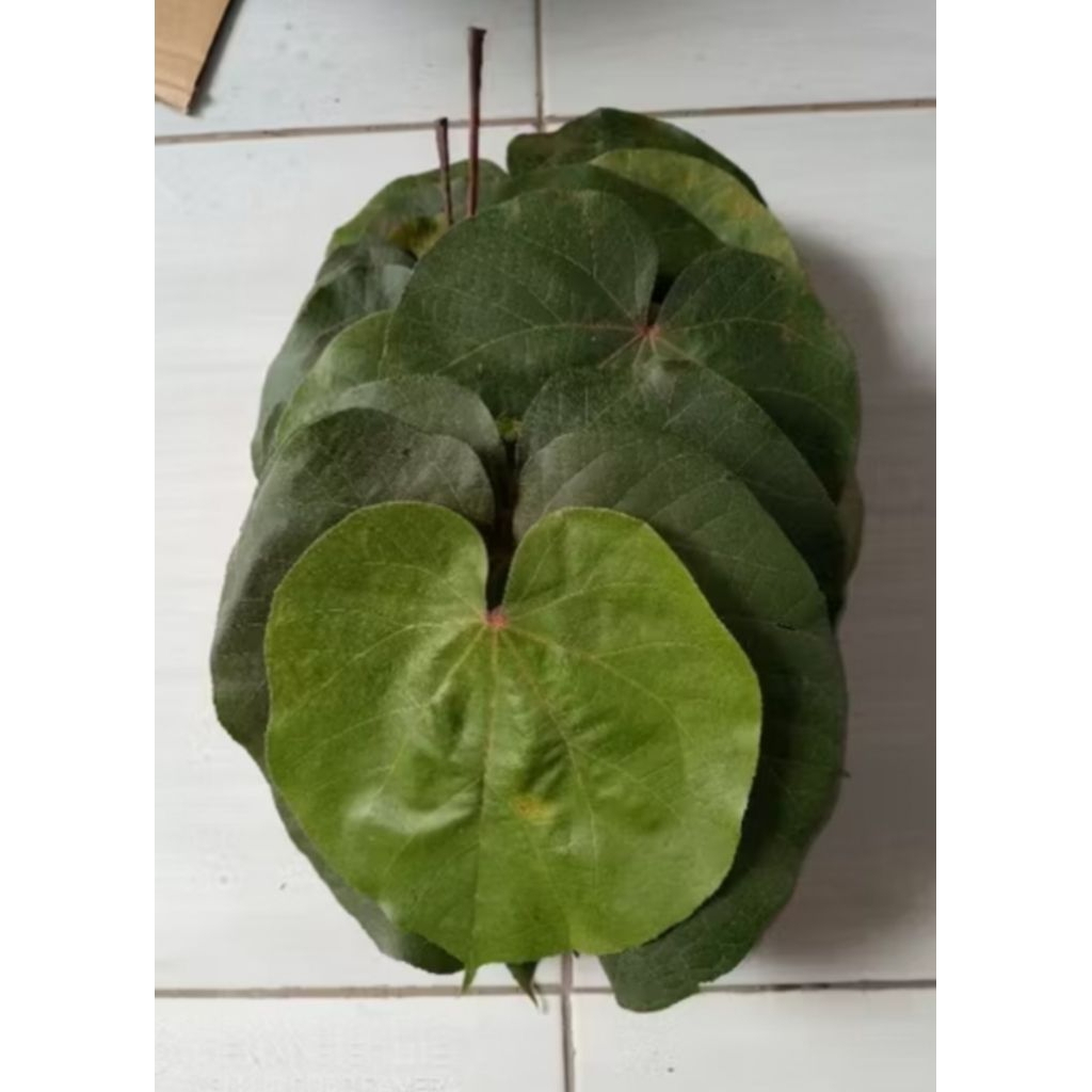 

Daun waru segar/daun Tisuk di petik langsung 1kg