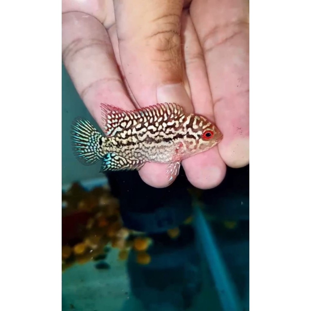 Ikan Lohan/ Louhan Super Red Kamfa F2 VVIP MALE import Thailand ukuran  -+ 5cm, garansi hidup sampai