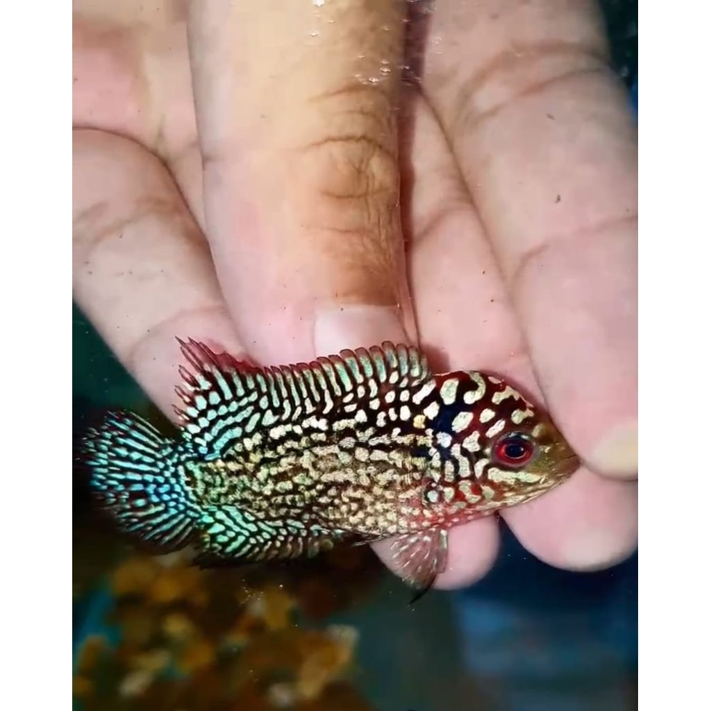 Ikan Lohan/ Louhan Super Red Kamfa F2 VVIP MALE import Thailand ukuran  -+ 5cm, garansi hidup sampai