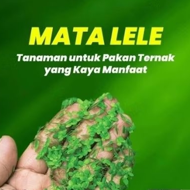 Mata Lele / Duck weed / Lemna Minor - Tumbuhan apung air Tawar - Hiasan Aquascape