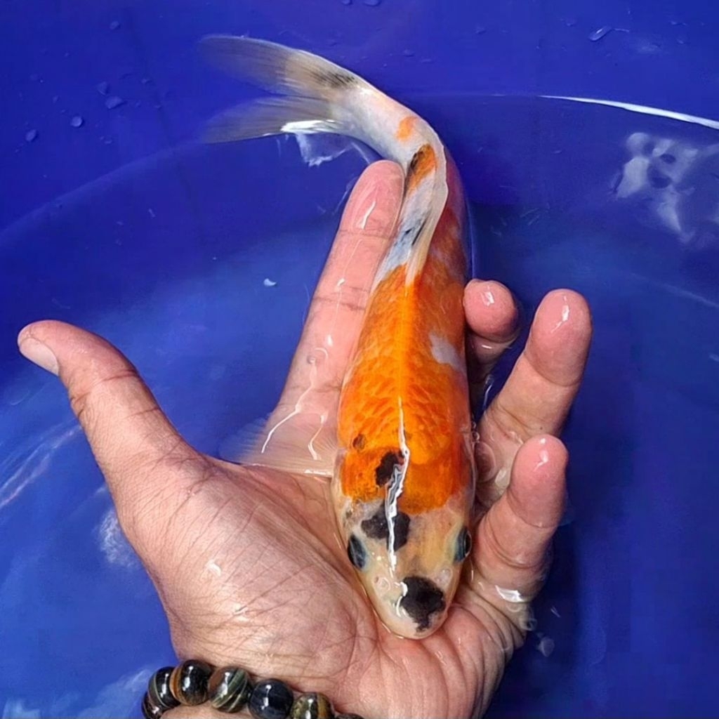 Ikan Koi Blitar Jenis Showa / Rumah Koi Jakarta / kode 0046