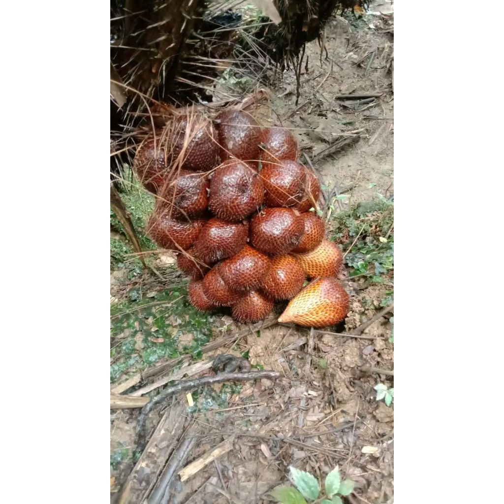 

salak pondoh manis Fress baru petik 1kg