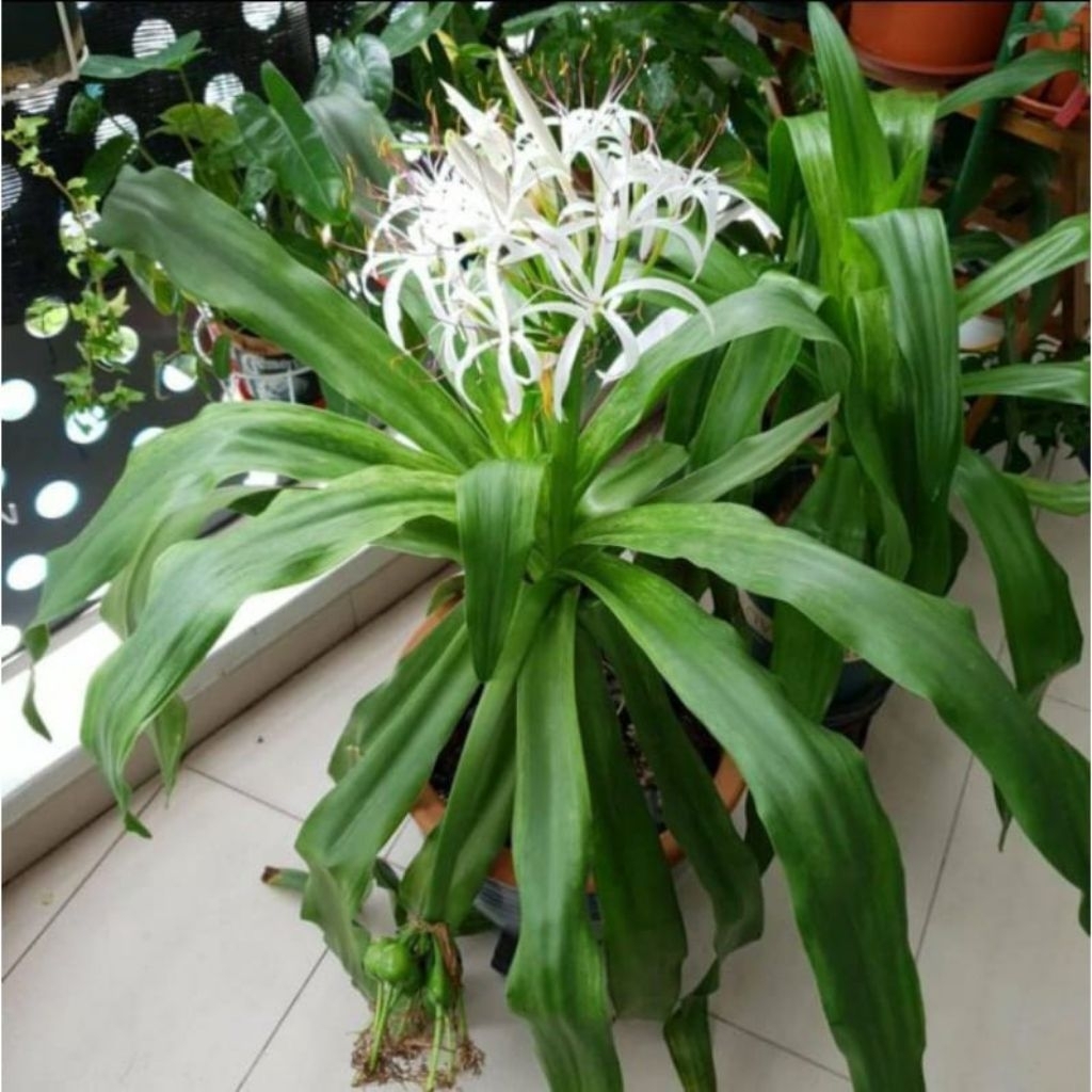 

daun bakung fresh langsung petik 500 gram