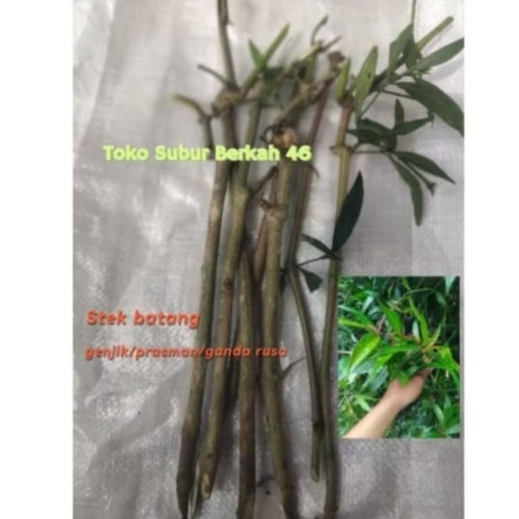 Bibit stek pohon gandarusa/genjik/perasman isi 12 Batangpanjang 25 senti