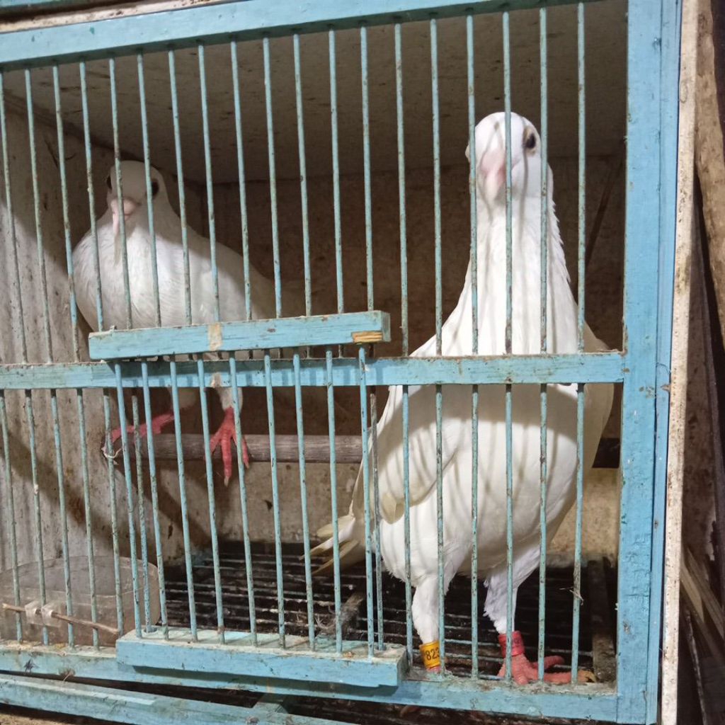 merpati putih polos/dara putih hias