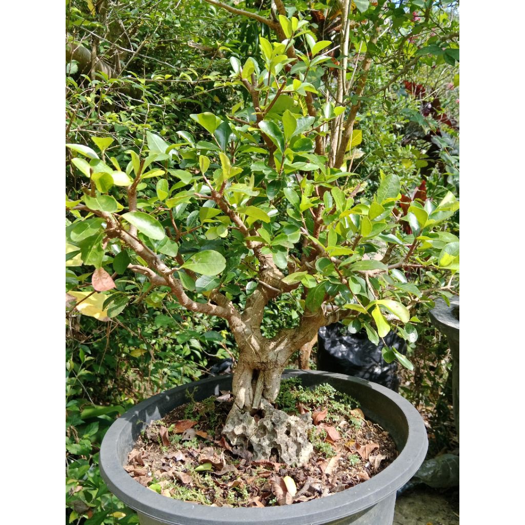 Bahan Bonsai Sianci | Bonsai Sianci Kecut