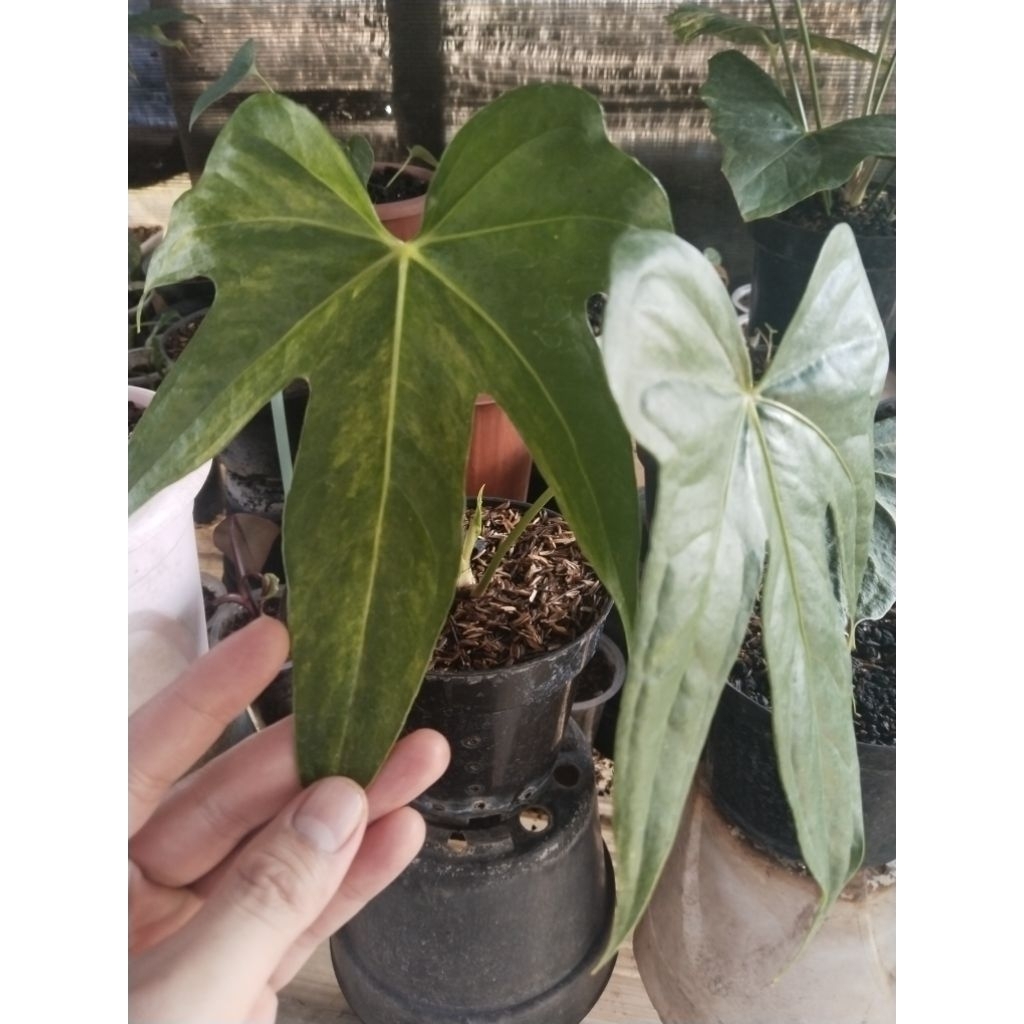 Anthurium jari varigata