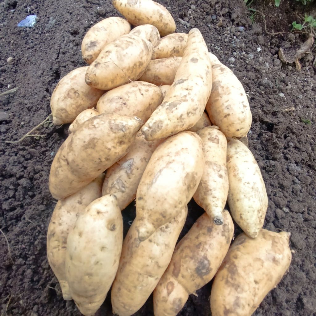 

Ubi Madu Aslli Cilembu Manis Mentah Kualitas Super Ukuran Sedang | Ubi Madu Manis Terbaik | Ubi Asli Cilembu