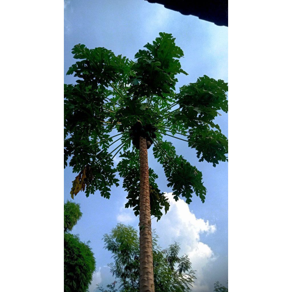 

daun pepaya segar 5lembar | produk pilihan | sayuran segar