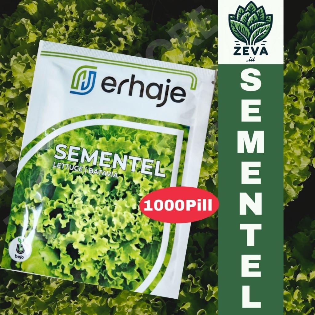 Benih Bibit Lettuce Batavia SEMENTEL 1000 pills - Bejo Seed