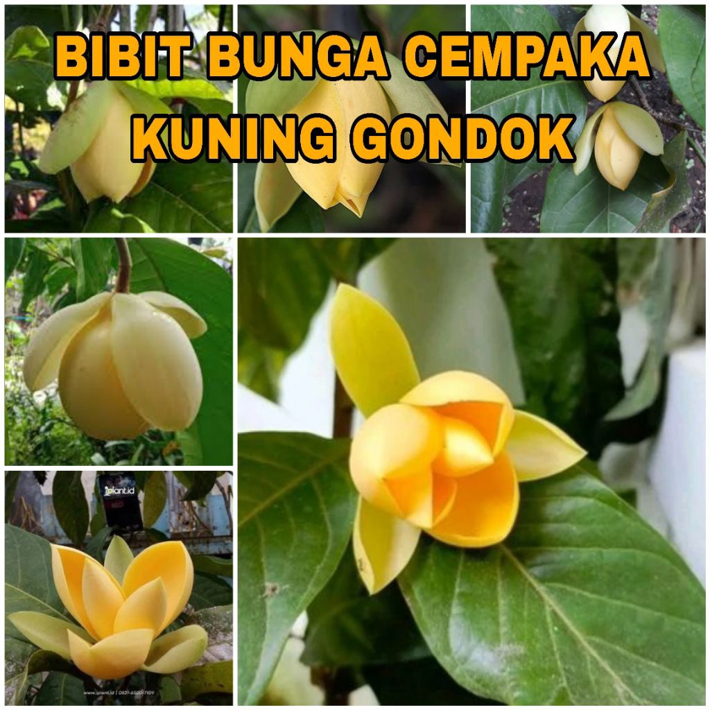 BIBIT BUNGA CEMPAKA KUNING GONDOK SUPER
