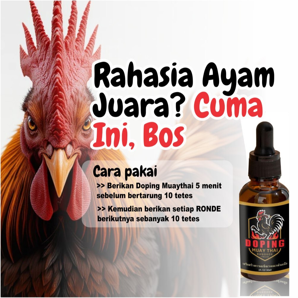 Muay Thai Bangkok – Doping Ayam Aduan Thailand + Jamu & Vitamin Ganas